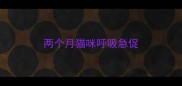 两个月猫咪呼吸急促