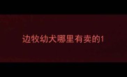边牧幼犬哪里有卖的