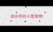 适合养的小型宠物