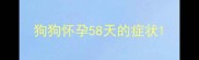 狗狗怀孕58天的症状