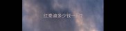 红泰迪多少钱一只
