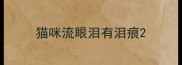 猫咪流眼泪有泪痕