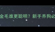 拉布拉多VS金毛谁更聪明新手养狗必看对比攻略