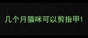 几个月猫咪可以剪指甲