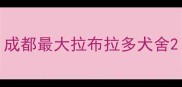 成都最大拉布拉多犬舍