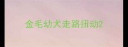 金毛幼犬走路扭动