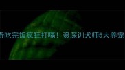 哈士奇吃完饭疯狂打嗝资深训犬师5大养宠误区