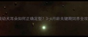 德牧幼犬耳朵如何正确定型3-6月龄关键期饲养全攻略