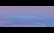 泰迪犬皮肤病怎么治疗
