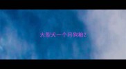大型犬一个月狗粮