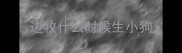 边牧什么时候生小狗