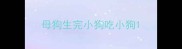 母狗生完小狗吃小狗