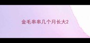 金毛串串几个月长大