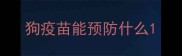 狗疫苗能预防什么