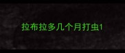 拉布拉多几个月打虫