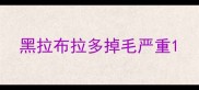 黑拉布拉多掉毛严重