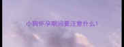 小狗怀孕期间要注意什么