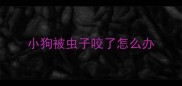 小狗被虫子咬了怎么办
