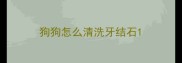 狗狗怎么清洗牙结石