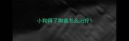 小狗得了狗瘟怎么治疗