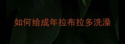 如何给成年拉布拉多洗澡