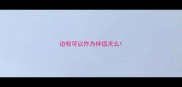 边牧可以作为伴侣犬么