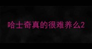 哈士奇真的很难养么