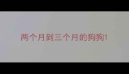 两个月到三个月的狗狗