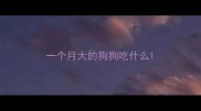 一个月大的狗狗吃什么