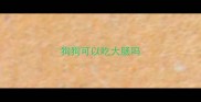 狗狗可以吃大肠吗