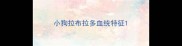 小狗拉布拉多血统特征