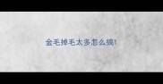 金毛掉毛太多怎么搞