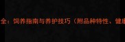 拉布拉多犬黑色品种全饲养指南与养护技巧附品种特性健康管理和训练要点
