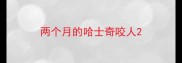 两个月的哈士奇咬人