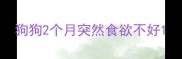 狗狗2个月突然食欲不好