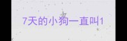 7天的小狗一直叫