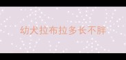 幼犬拉布拉多长不胖
