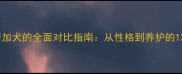 金毛和阿拉斯加犬的全面对比指南从性格到养护的12项关键差异