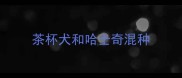 茶杯犬和哈士奇混种
