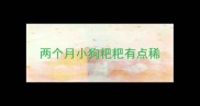 两个月小狗粑粑有点稀