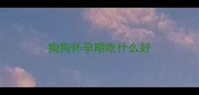 狗狗怀孕期吃什么好