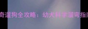 两个月大哈士奇遛狗全攻略幼犬科学溜弯指南与注意事项