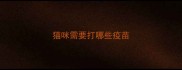 猫咪需要打哪些疫苗