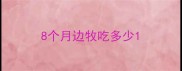 8个月边牧吃多少