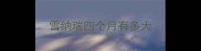 雪纳瑞四个月有多大