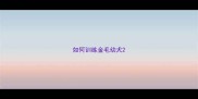 如何训练金毛幼犬
