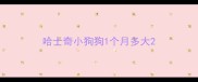 哈士奇小狗狗1个月多大