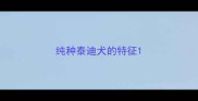 纯种泰迪犬的特征
