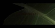 6个月边牧经常拉肚子