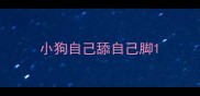 小狗自己舔自己脚
